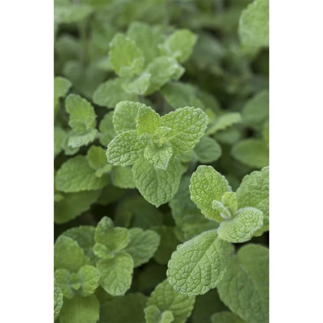 Mentha X Rotundifolia Apfelminze Ca. 9x9 cm Topf