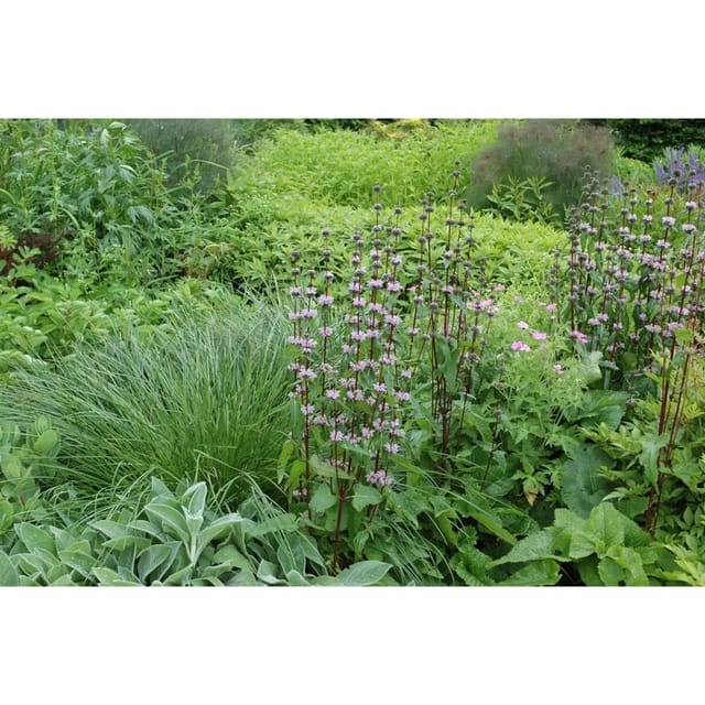Phlomis Tuberosa Knollenbrandkraut Ca. 9x9 cm Topf
