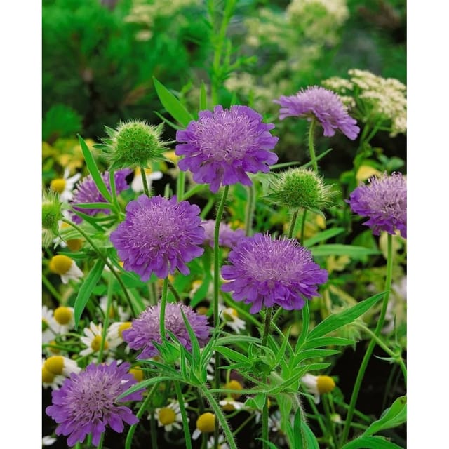 Knautia Macedonica Melton Pastels Mazedonische Witwenblume Ca. 9x9 cm Topf