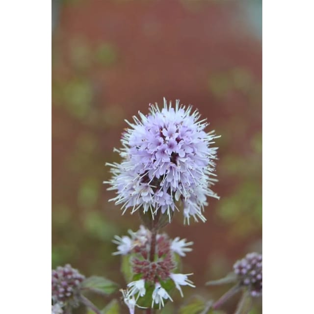 Mentha Aquatica Wasser-Minze Ca. 9x9 cm Topf