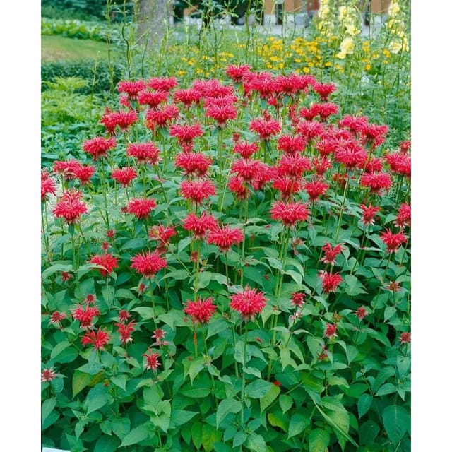 Monarda Fistulosa Gardenview Scarlet Wilde Bergamotte Ca. 11x11 cm Topf