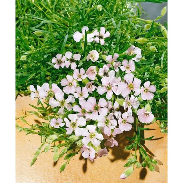 Saponaria X Olivana Seifenkraut Ca. 9x9 cm Topf