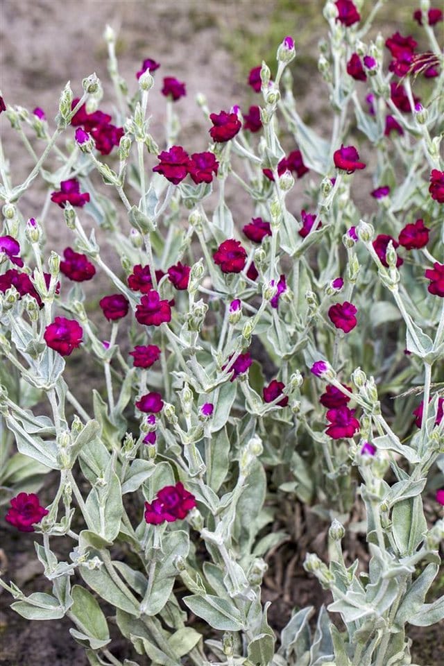 Lychnis Coronaria Kronenlichtnelke Ca. 9x9 cm Topf