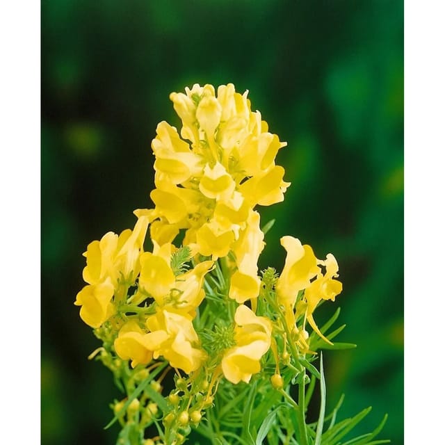 Linaria Vulgaris Gewöhnliches Leinkraut Ca. 9x9 cm Topf