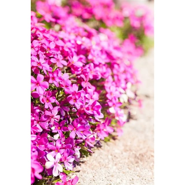 Phlox Douglasii Crackerjack Teppichphlox Ca. 9x9 cm Topf