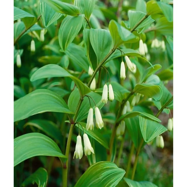 Polygonatum X Hybridum Weihenstephan Salomonssiegel Ca. 9x9 cm Topf