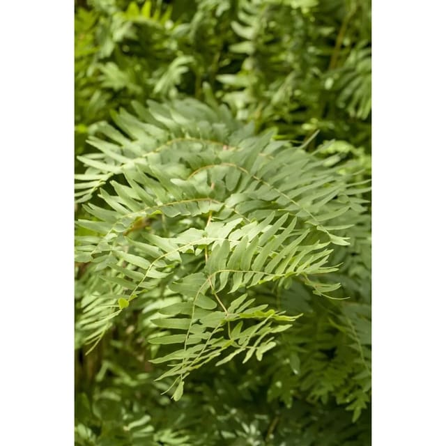 Osmunda Regalis Königsfarn Ca. 9x9 cm Topf