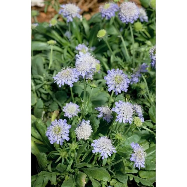 Scabiosa Japonica Var.alpina Japanische Skabiose Ca. 9x9 cm Topf