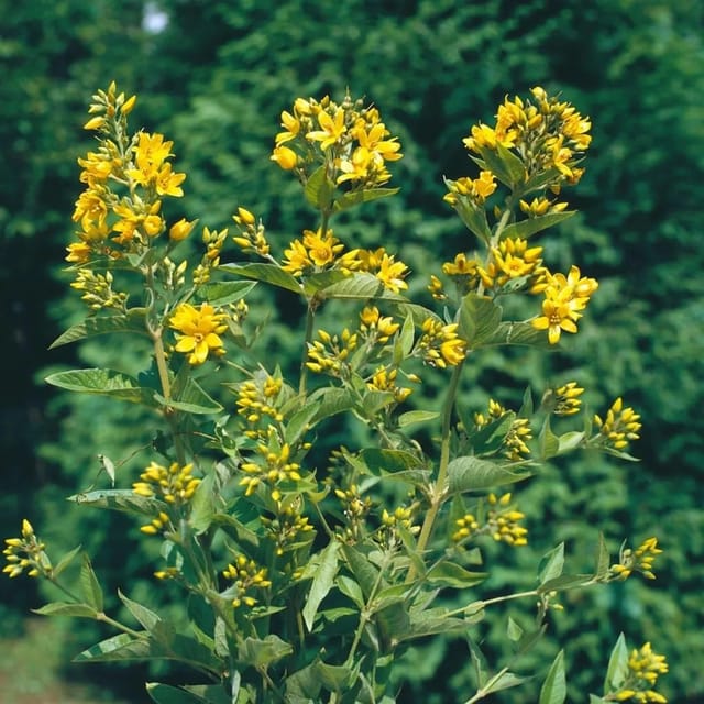 Lysimachia Vulgaris Gewöhnlicher Gilbweiderich Ca. 9x9 cm Topf