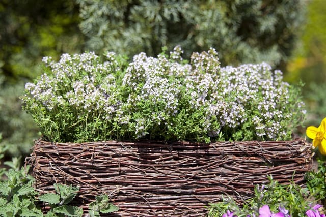 Thymus Vulgaris Compactus Echter Thymian 2-3 Liter Container
