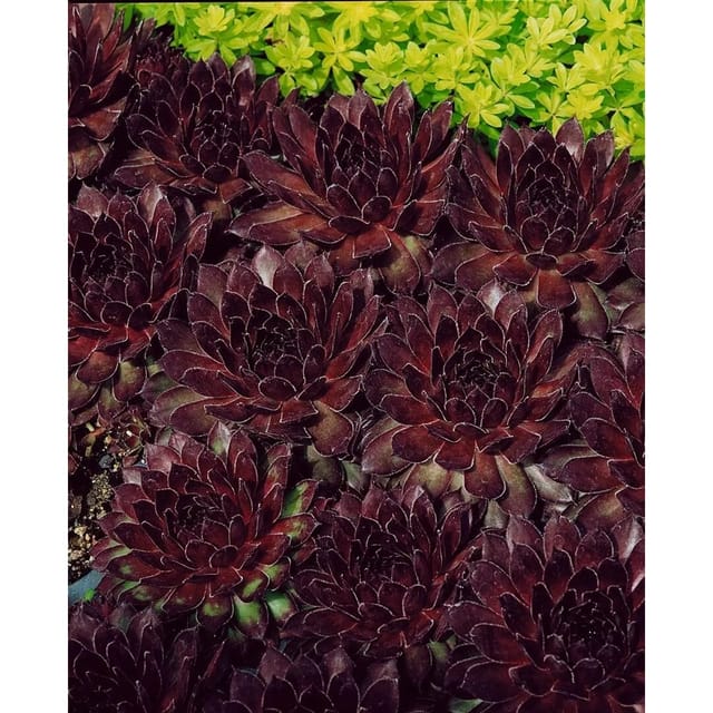Sempervivum Tectorum Noir Dachwurz Ca. 9x9 cm Topf