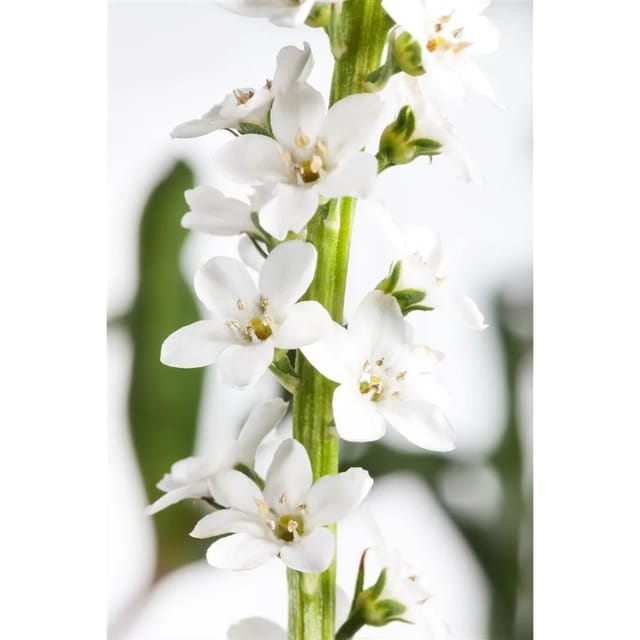 Lysimachia Clethroides Entenschnabel Ca. 9x9 cm Topf