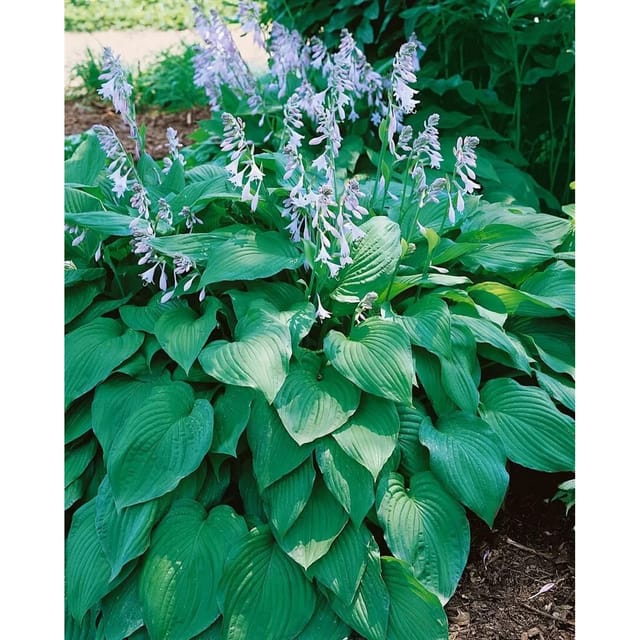 Hosta X Tardiana Blue Moon Funkie Ca. 9x9 cm Topf