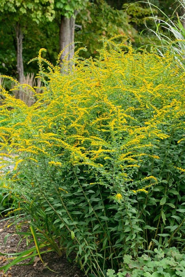 Solidago Rugosa Fireworks Raue Goldrute Ca. 9x9 cm Topf