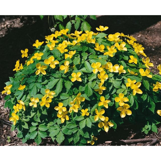 Hylomecon Japonicum Japanischer Waldmohn Ca. 9x9 cm Topf