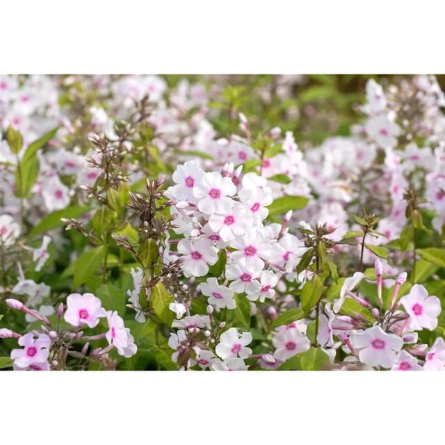 Phlox Paniculata Europa Flammenblume Ca. 11x11 cm Topf