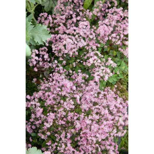 Thalictrum Kiusianum Ca. 9x9 cm Topf