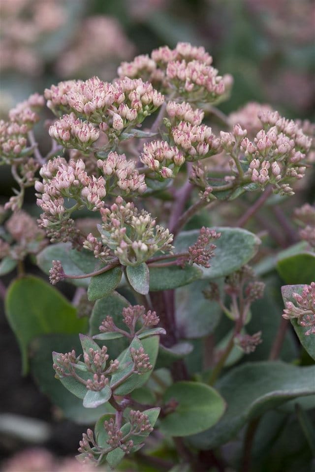 Sedum Telephium Purpur Fetthenne Ca. 9x9 cm Topf