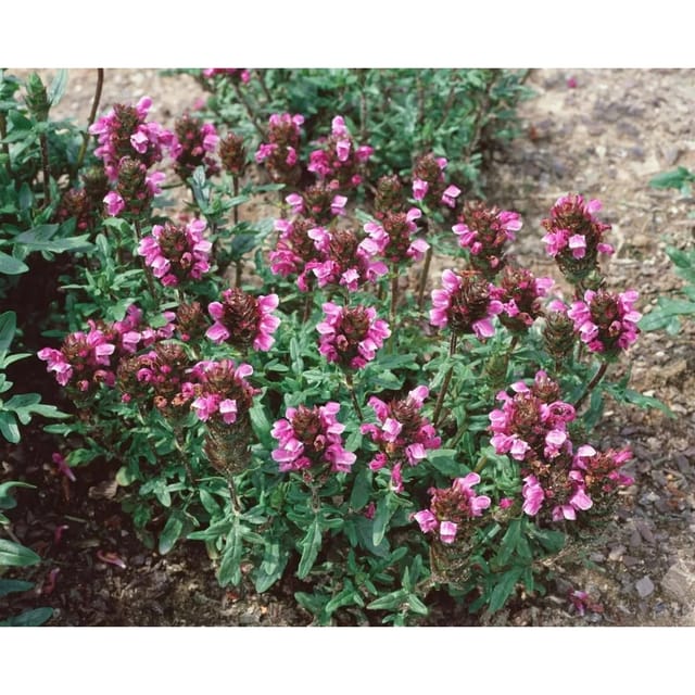 Prunella Vulgaris Kleine Braunelle Ca. 9x9 cm Topf