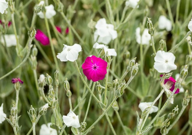 Lychnis Coronaria Alba Weißes Leimkraut Ca. 9x9 cm Topf