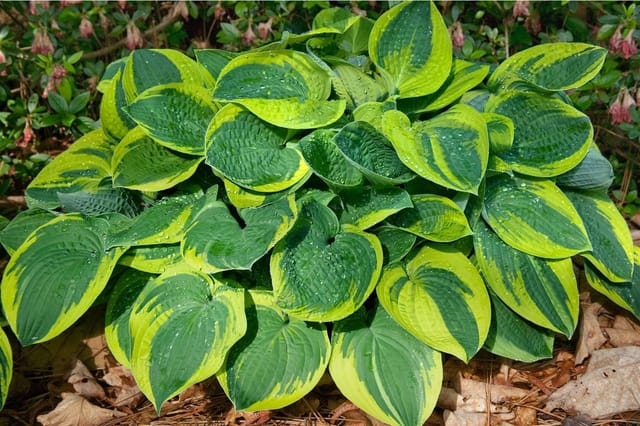 Hosta X Fortunei Aureomarginata Funkie Ca. 11x11 cm Topf