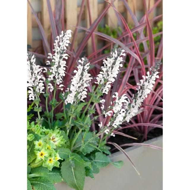 Salvia Pratensis Wiesen Salbei Snow Lake Ca. 9x9 cm Topf