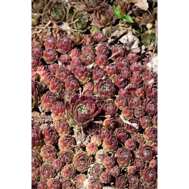 Sempervivum X Cult. Hey Hey Hauswurz Ca. 9x9 cm Topf