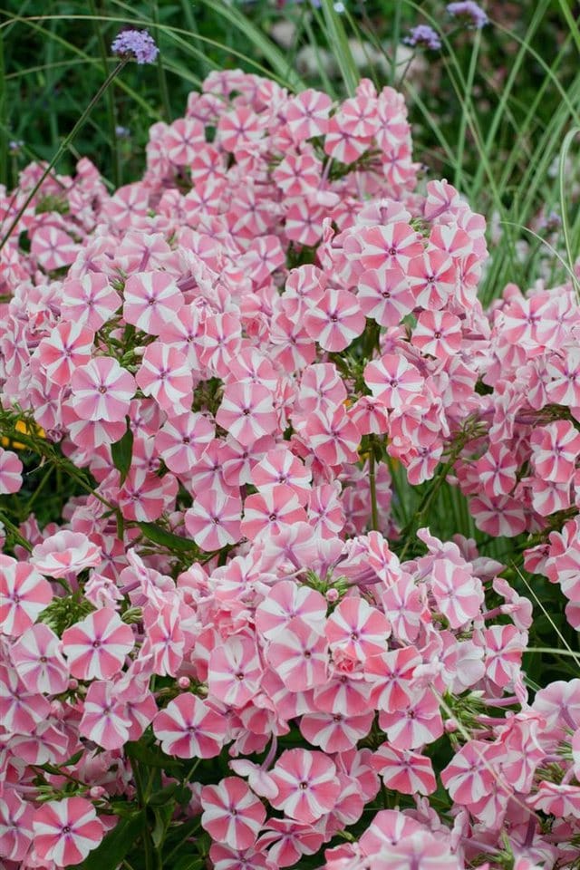 Phlox Paniculata Peppermint Twist Flammenblume Ca. 11x11 cm Topf
