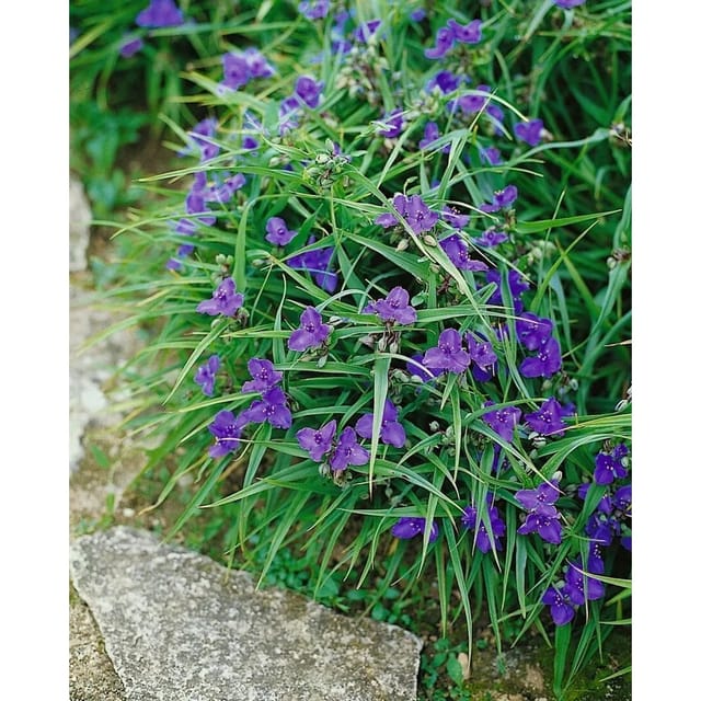 Tradescantia X Andersoniana Leonora Dreimasterblume Ca. 9x9 cm Topf