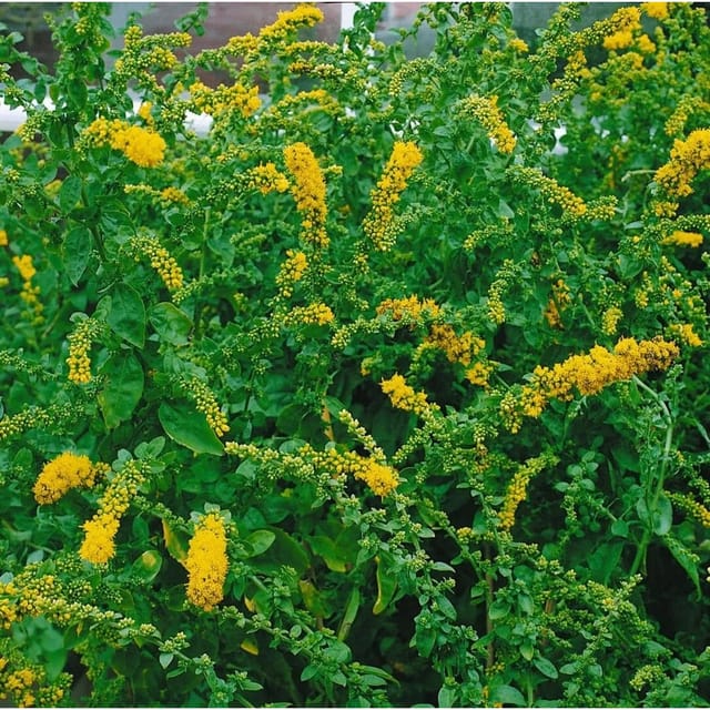 Solidago Sphacelata Golden Fleece Goldrute Ca. 9x9 cm Topf