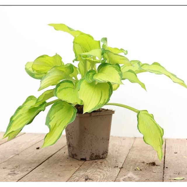 Hosta X Cult. Gold Drop Funkie Ca. 11x11 cm Topf