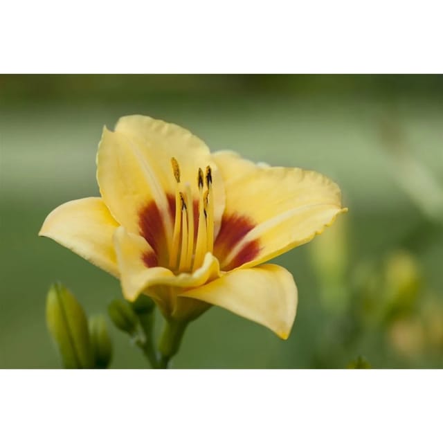 Hemerocallis X Cult. Little Cadet Taglilie Ca. 11x11 cm Topf