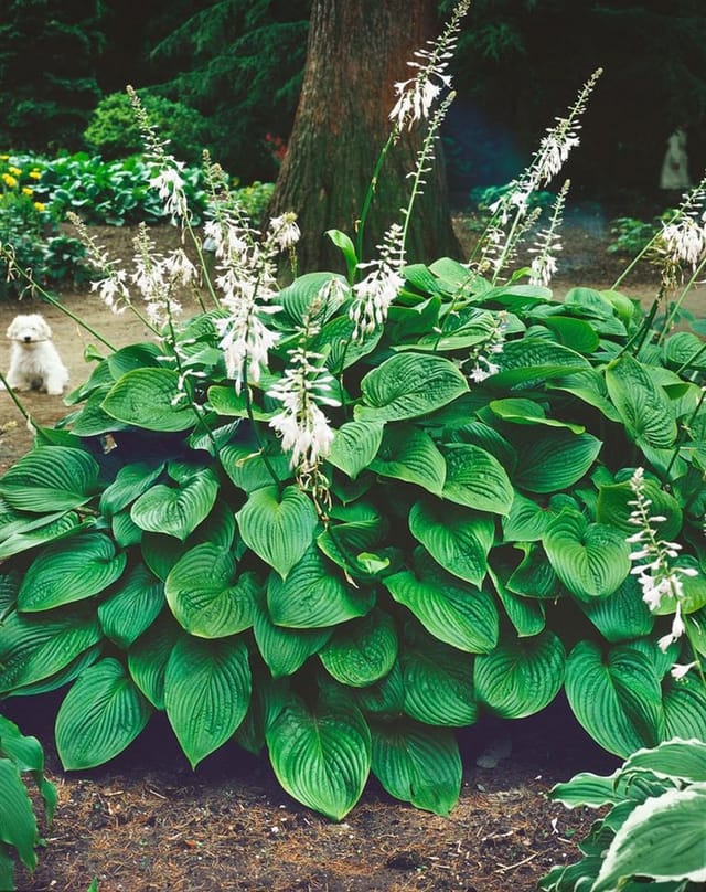 Hosta Plantaginea Honeybells Duftende Funkie Ca. 11x11 cm Topf