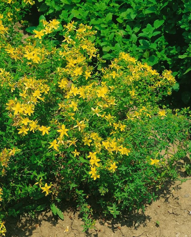 Hypericum Perforatum Johanniskraut Ca. 9x9 cm Topf