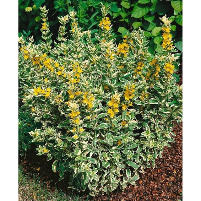 Lysimachia Punctata Alexander Goldfelberich Ca. 9x9 cm Topf