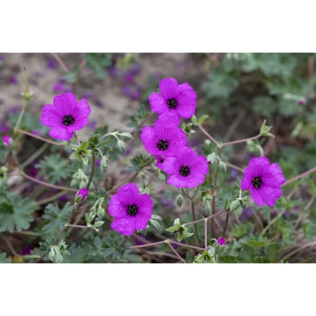 Geranium Cinereum Subcaulesc. Giuseppii Aschgrauer Storchschnabel Ca. 9x9 cm Topf