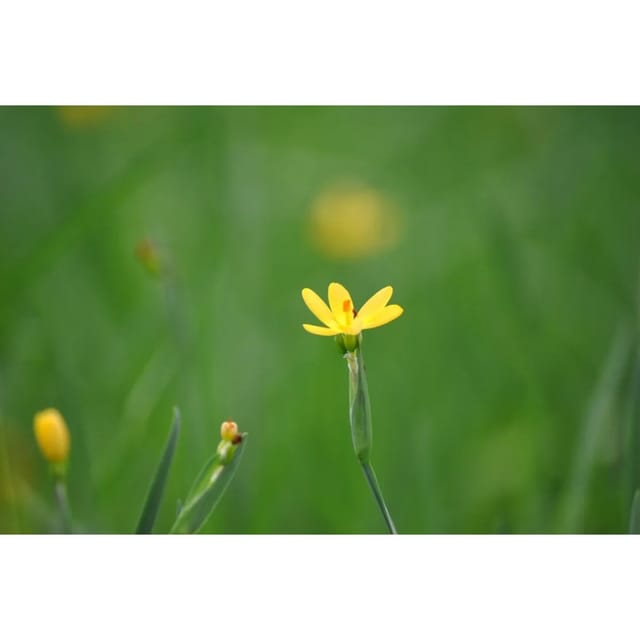 Sisyrinchium Californicum Gelbes Binsenlilie Ca. 9x9 cm Topf