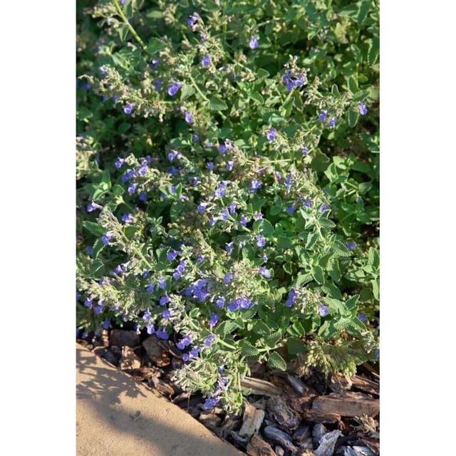 Nepeta Cataria Katzenminze Ca. 9x9 cm Topf