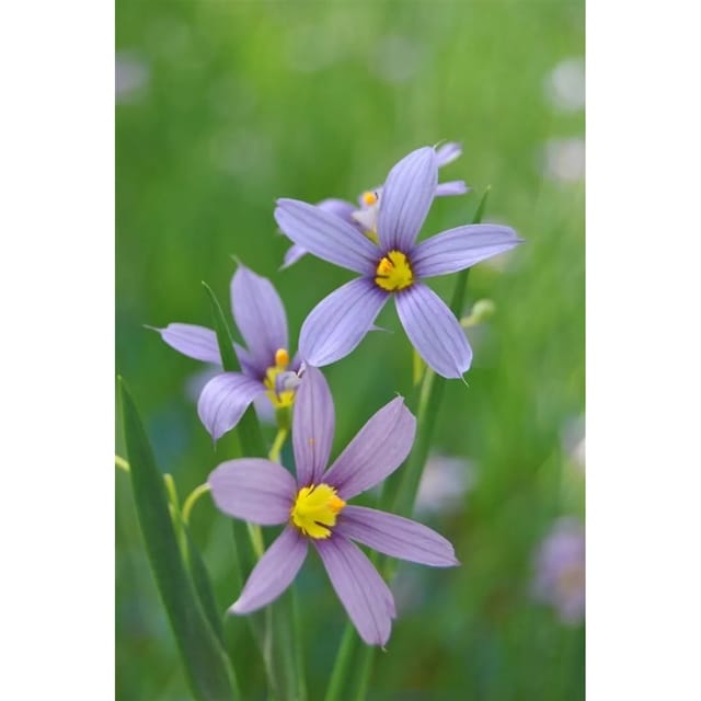 Sisyrinchium Angustifolium Schmalblättriges Blauauge Ca. 9x9 cm Topf