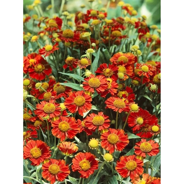 Helenium X Cult. Mahagoni Sonnenbraut Ca. 11x11 cm Topf