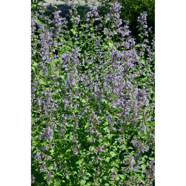 Nepeta Grandiflora Großblütige Katzenminze Ca. 9x9 cm Topf