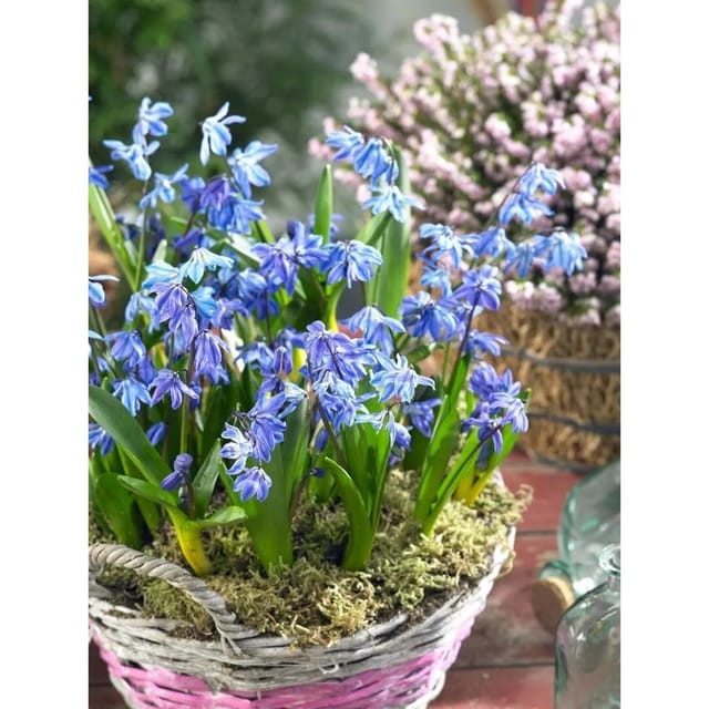 Scilla Siberica Spring Beauty Sibirischer Blaustern Ca. 9x9 cm Topf