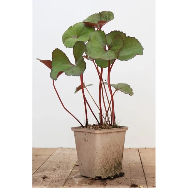 Ligularia Dentata Midnight Lady Zahnblatt Ca. 11x11 cm Topf