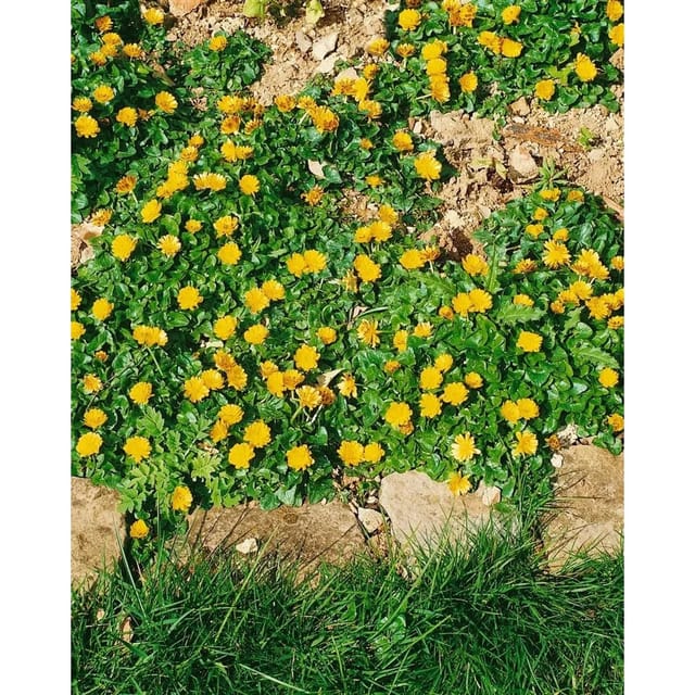 Ranunculus Ficaria Flore Pleno Gefülltes Scharbockskraut Ca. 9x9 cm Topf