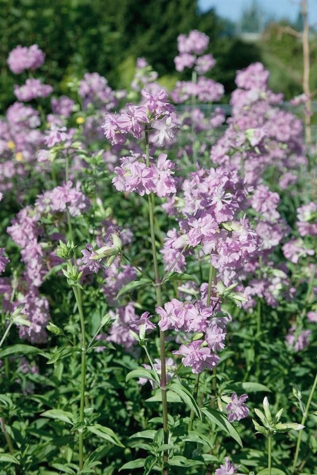 Saponaria Officinalis Plena Echtes Seifenkraut Ca. 9x9 cm Topf
