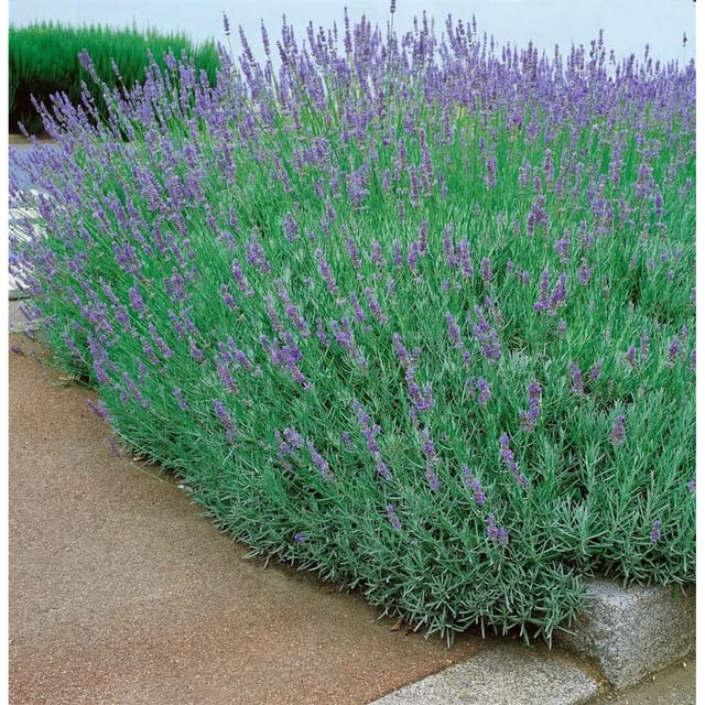 Lavandula X Intermedia Dutch Lavendel Ca. 9x9 cm Topf