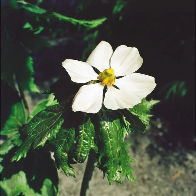 Podophyllum Hexandrum Ca. 11x11 cm Topf