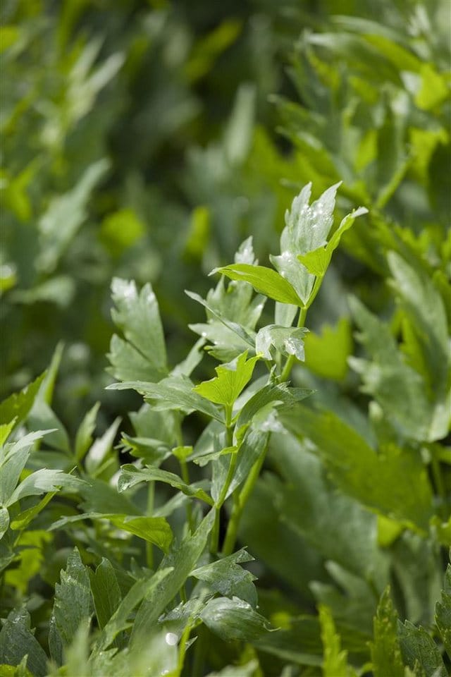 Levisticum Officinale Liebstöckel Ca. 9x9 cm Topf