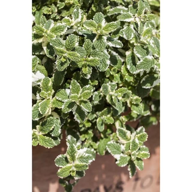 Mentha Arvensis Ackerminze Ca. 9x9 cm Topf