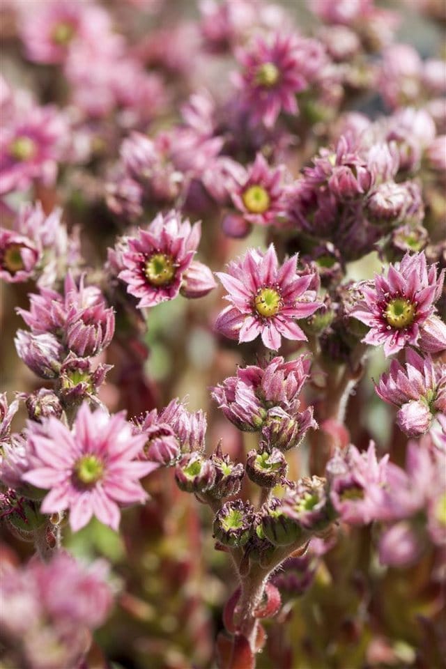 Sempervivum Arachnoideum Spinnweb Hauswurz Ca. 9x9 cm Topf